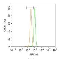 RAB7 RAS癌基因相关蛋白RAB7抗体