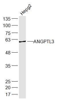 ANGPTL3血管生成素样蛋白3抗体