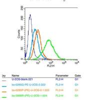 NARG2谷氨酸受体调节蛋白2抗体
