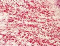 细胞成脂或成骨诱导