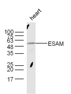 ESAM内皮细胞粘附分子抗体