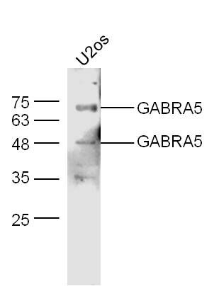 GABRA5 γ1氨基丁酸受体α5/GABRα5抗体