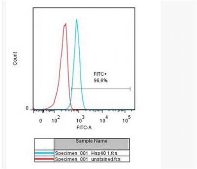 HSP40热休克蛋白家族40抗体