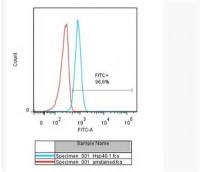 HSP40热休克蛋白家族40抗体