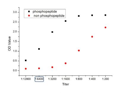 phospho-CD32B(Tyr292)磷酸化CD32B抗体
