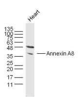 Annexin A8膜粘连蛋白8抗体