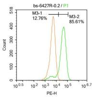 ICBP90/UHRF1核蛋白95抗体