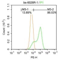 TSLC1细胞粘附分子1抗体