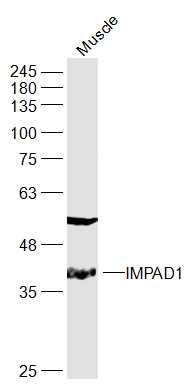 IMPAD1肌醇单磷酸酶IMPA3抗体
