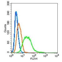 CYPA亲环蛋白（亲环素）PPIA抗体