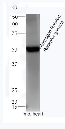 Estrogen Related Receptor gamma雌激素受体相关蛋白3抗体
