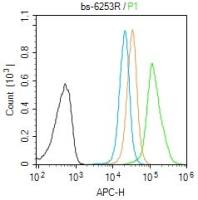 CAMKK2钙调蛋白激酶激酶β抗体