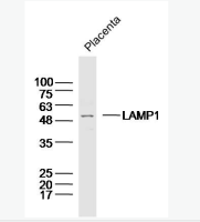 骨/软骨蛋白多糖1抗体