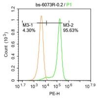 MFSD2A促进调解蛋白家族2A抗体
