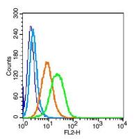 MSR1巨噬细胞清道夫受体1抗体
