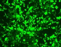 稳定细胞株的筛选