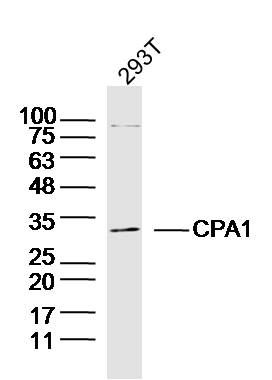 CPA1胰羧肽酶A1抗体