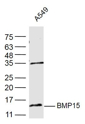 BMP15骨形态发生蛋白15抗体