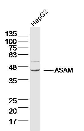 ASAM脂肪细胞特异性粘附分子抗体