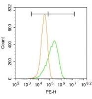ADORA2B腺苷A2b受体/神经生长因子1受体抗体