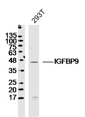 IGFBP9胰岛素样生长因子结合蛋白9抗体