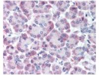 整合素αL抗体Integrin αL