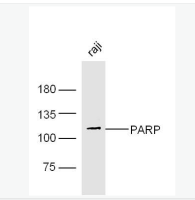 转录因子HES-1抗体文献引用产品