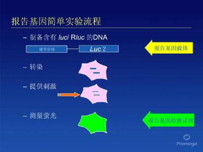 双荧光素酶验证miRNA与靶目标基因结合位点