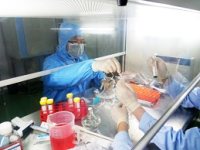 兔乳腺成纤维细胞/免疫荧光鉴定/镜像绮点（Cellverse）