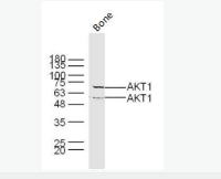 脂滴包被蛋白A+B抗体