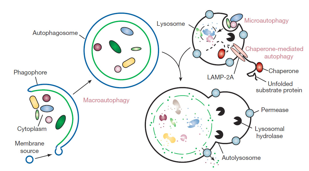 Аутофагия. Процесс аутофагии. Аутофагия иммунология. Аутофагия рисунок.
