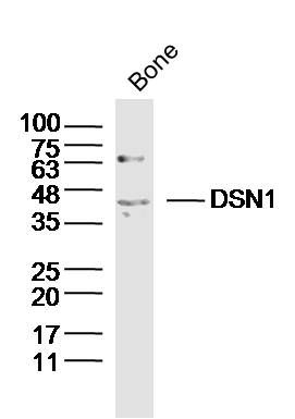 DSN1着丝粒相关蛋白DSN1抗体