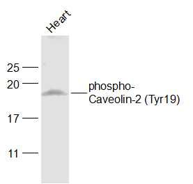 phospho-Caveolin-2 (Tyr19)磷酸化细胞质膜微囊蛋白-2抗体