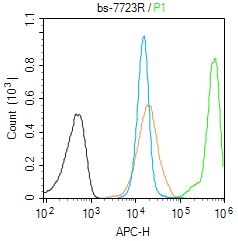 REC8减数分裂重组蛋白家族REC8抗体