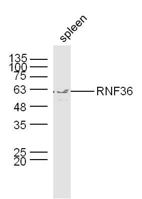 RNF36环指蛋白36抗体
