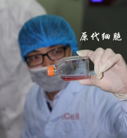 大鼠脑动脉平滑肌细胞/免疫荧光鉴定/镜像绮点