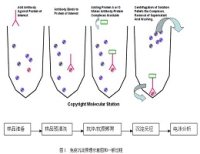 免疫沉淀（IP）