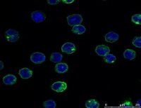 共聚焦显微拍摄