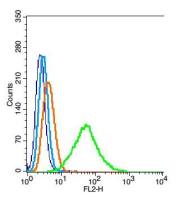 PEF1调亡诱导因子家族蛋白PEF1抗体