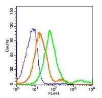 Perilipin A+B脂滴包被蛋白A+B抗体