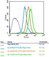 CDC20B细胞分裂周期蛋白20B抗体