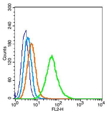 AKT1+2+3蛋白激酶AKT1,2,3抗体