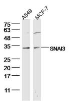 SNAI3锌指蛋白293抗体