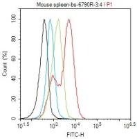 14-3-3 zeta+delta抗体