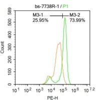 Anillin胞环蛋白肌动蛋白结合蛋白抗体