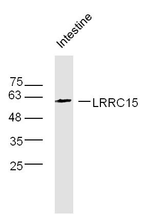 LRRC15富含亮氨酸重复蛋白15抗体