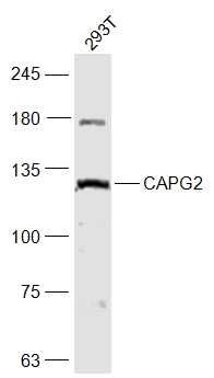 CAPG2染色体相关蛋白2抗体