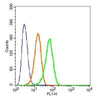 beta Defensin 3 β防御素3抗体