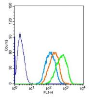 ZBTB2锌指蛋白437抗体