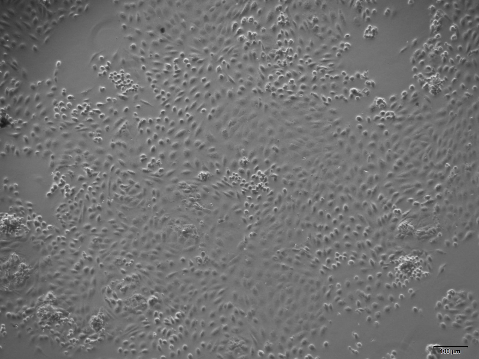 大鼠肾小球上皮细胞